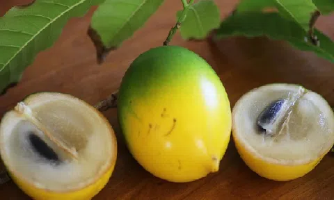 Lạ lùng vú sữa vỏ vàng đắt gấp 10 lần vú sữa Việt gây `sốt` thị trường