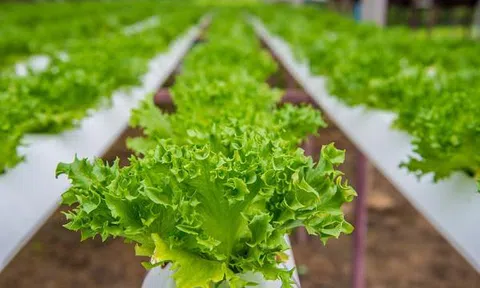 Nhà chật mà vẫn muốn ăn rau sạch, học ngay cách trồng rau thủy canh vừa sạch vừa nhàn
