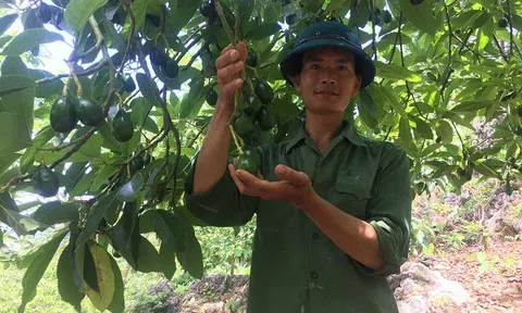 Chàng trai Sơn La thu lãi 80 triệu đồng/năm nhờ trồng bơ trên đất dốc