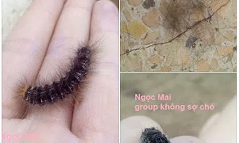 Tự tay nhổ trụi lông con sâu róm, thiếu nữ khiến dân mạng vừa kinh hãi vừa nể phục