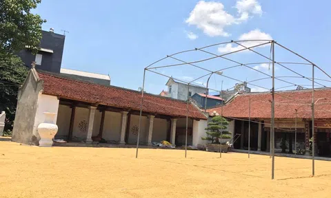 Ảnh phơi lúa cho mẹ khiến cư dân mạng thổn thức vì gợi nhớ cả trời ký ức tuổi thơ