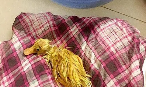 Thời tiết nắng nóng, mua trứng vịt lộn cô gái `khóc ròng` bất đắc dĩ làm mẹ vịt con
