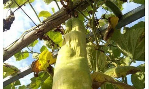 Ông bố hài hước nhất năm: Cắt nửa quả bầu về ăn còn nửa quả để lại trên cây chờ lớn