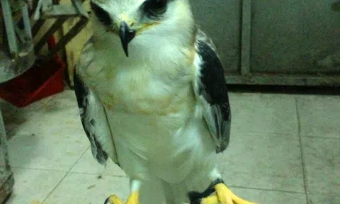 Ham hồi xuân, thích của lạ, lắm quý bà sập bẫy dân buôn `thần điểu` dỏm