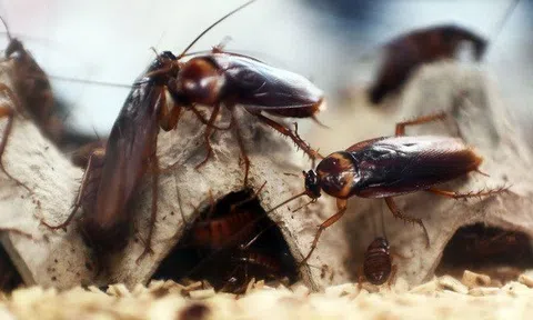 Sữa gián: Đặc sản khó tin, ít người dám thử