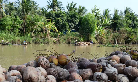 Giá dừa khô xuống thấp nhất trong 10 năm qua