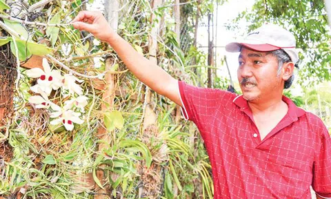 Tay chơi bậc nhất: Vườn lan rừng nhất Việt Nam, thuyền độc mộc lớn chưa từng có