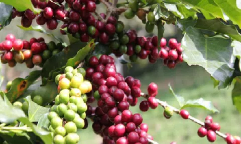 Giá cà phê sụt giảm khi ICO báo cáo xuất khẩu cà phê toàn cầu tăng