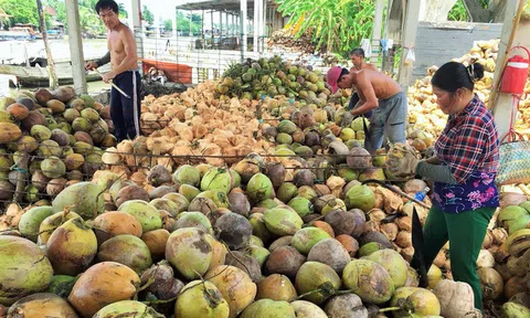 Trung Quốc ngưng mua, giá dừa từ 175.000 đồng còn 40.000 đồng/chục