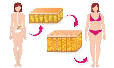 6 bí mật về mỡ và mỡ thừa có thể bạn chưa biết