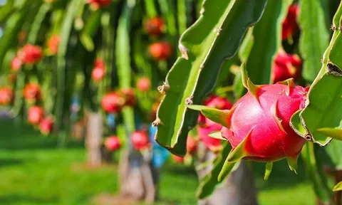 Tác dụng giảm cân của quả thanh long có thể bạn chưa biết