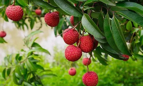 Vải rừng 30 năm mới cho trái ở vùng Thất Sơn, An Giang