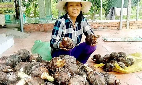 Thương lái Trung Quốc giảm mua, khoai môn rớt giá thảm