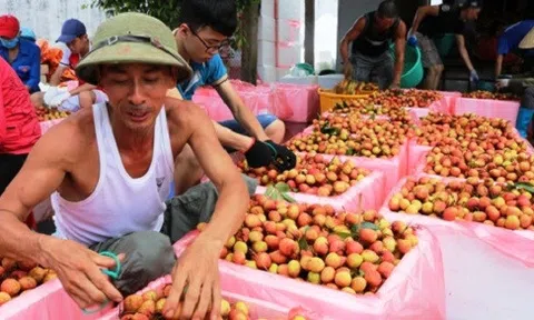 Hải Dương sẽ xuất khẩu 1.000 tấn vải thiều trong năm 2018