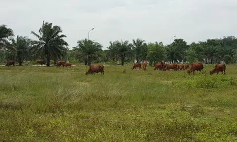Chủ đầu tư bội tín, khách hàng kêu trời