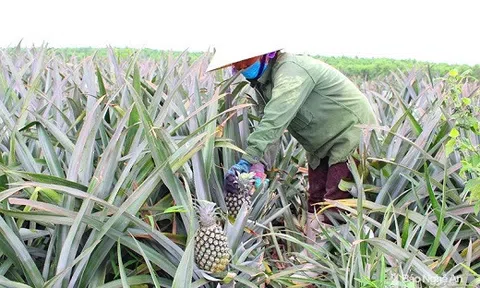 Dứa mất giá, nông dân Thanh Hóa vứt bỏ đầy đồng