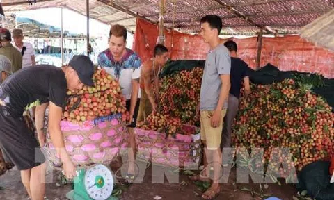 Hải Dương xuất khẩu khoảng 9.500 tấn vải quả