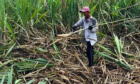 Đường lậu giá thấp tràn ngập thị trường