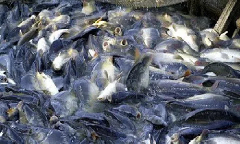 Giá cá tra giống giảm mạnh, cá nguyên liệu giữ giá