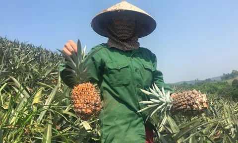 Dứa Việt 2.000 đồng/kg thối đầy đồng, nhà giàu ăn dứa ngoại 300 ngàn/quả