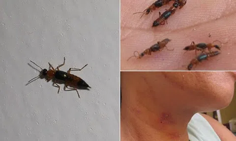 Hà Nội: Kiến ba khoang lại tấn công nhà dân
