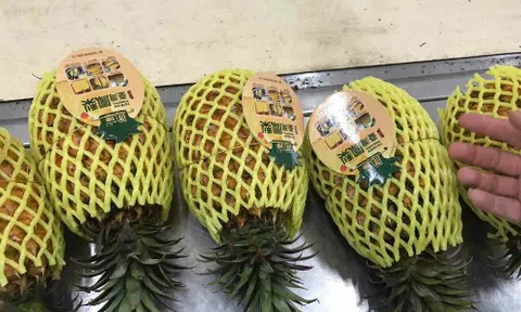 Dứa ngoại giá gấp chục lần dứa nội