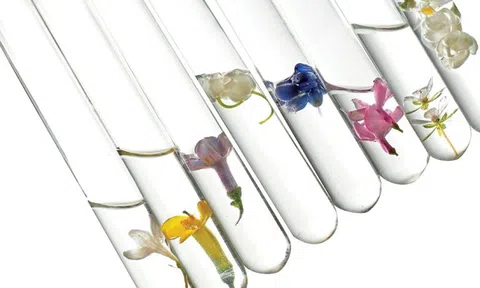 Mỹ phẩm Organic, em là ai?