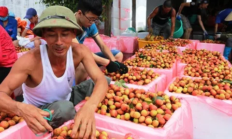 Siêu thị tăng tiêu thụ vải thiều