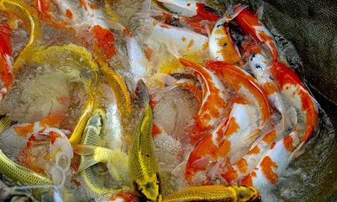 `Quốc ngư Nhật Bản` xuất hiện giữa lòng sông Hồng