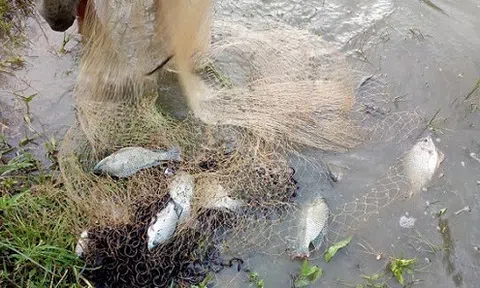 Nuôi toàn cá rô phi đơn tính, thu 200 triệu/năm