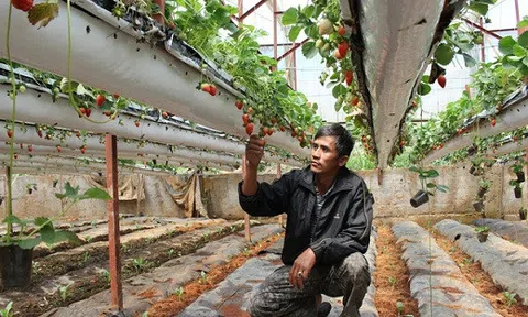 Treo dâu tây lơ lửng trên giàn, lãi 2 tỷ đồng mỗi năm