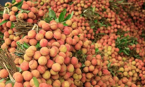 Mỗi ngày Bắc Giang tiêu thụ 6.000 tấn vải thiều