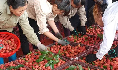 3.600 tỷ đồng rơi vào túi nông dân Bắc Giang nhờ vải thiều