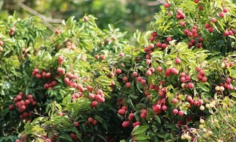 Vải thiều lên máy bay và việc “giải cứu” dưới mặt đất