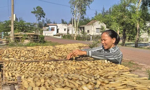 Quảng Bình quê ta ơi, khoai khoai toàn khoai!