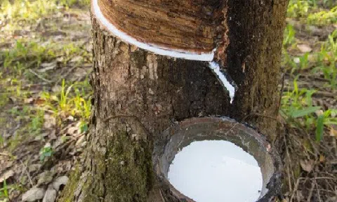 Giá mủ cao su giảm mạnh