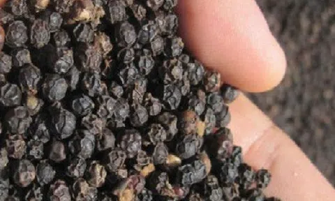 Giá hạt tiêu tiếp tục giảm