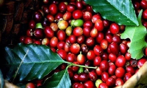 Giá đã tăng trở lại nhưng người trồng cà phê vẫn nhiều mối lo