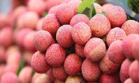 Giá vải thiều cuối vụ tăng mạnh