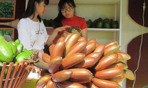 Thực hư về loại chuối đỏ 300.000 đồng/kg