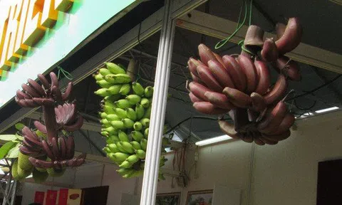Thực hư về loại chuối đỏ 300.000 đồng/kg