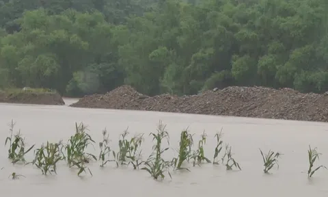 Lào Cai: Lũ về bất ngờ nhấn chìm nhiều héc ta hoa màu của bà con huyện nghèo