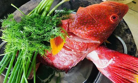 Cá mú đỏ chục triệu đồng/con, nhà giàu Việt mua để tủ lạnh ăn dần