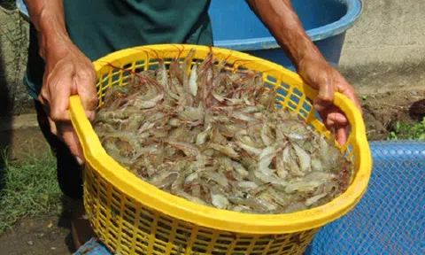 Muốn giàu nuôi cá, muốn khá có tiền tỷ thì nuôi tôm... khác người