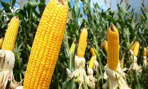 Phản bác tuyên bố động trời về ngô biến đổi gen: Không gây ung thư
