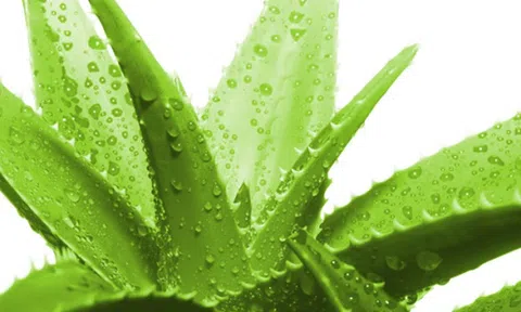 3 cách làm đẹp từ nha đam ngăn ngừa nếp nhăn, da khô cho phụ nữ U30, 40