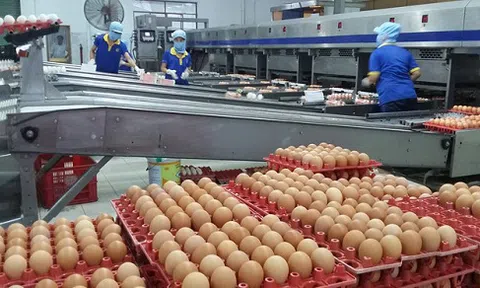 Giá trứng gia cầm cao kỷ lục