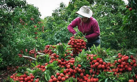 Hình ảnh vải thiều Lục Ngạn chín đỏ trong mùa thu hoạch