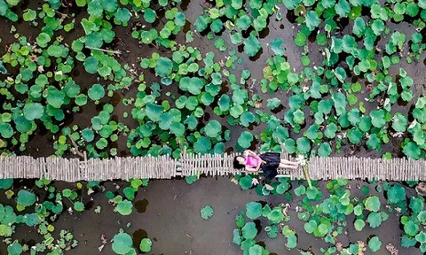 Đầm sen rộng hàng nghìn mét vuông ở Sài Gòn nở rộ