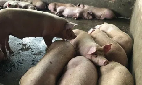 Miền Bắc nắng nóng đỉnh điểm: Cả đàn lợn lăn đùng ra chết vì mất điện